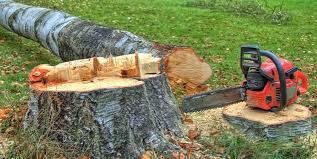 Best Tree Health Inspection  in Baywood Park, CA
