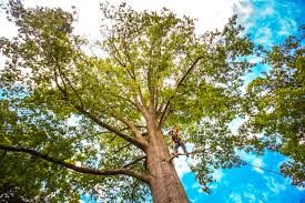Best Commercial Tree Services  in Baywood Park, CA