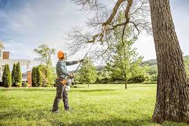 Best Root Management and Removal  in Baywood Park, CA