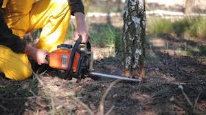 Best Aeration Services  in Baywood Park, CA
