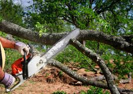 Baywood Park, CA Tree Care Company