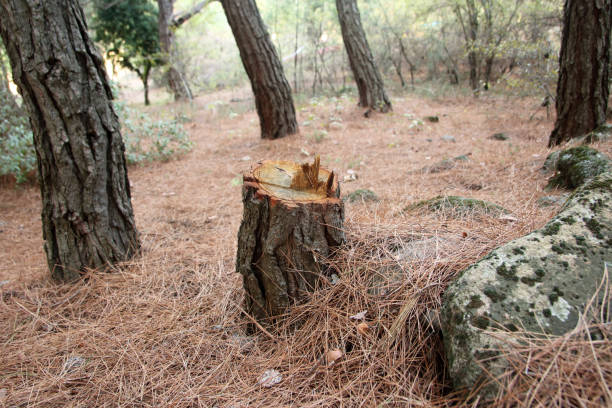 Best Stump Grinding and Removal  in Baywood Park, CA