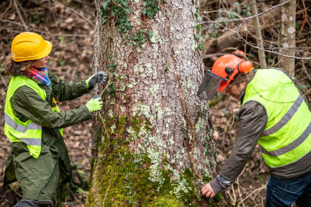 Best Firewood Processing and Delivery  in Baywood Park, CA