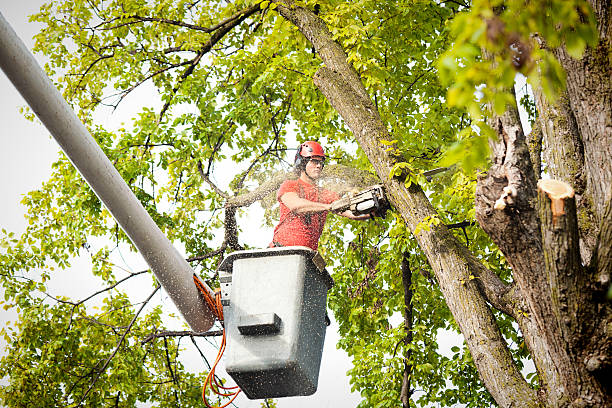 Best Tree Cabling and Bracing  in Baywood Park, CA